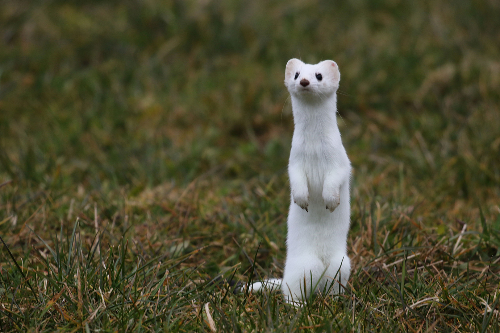 Wiesel Foto & Bild tiere, natur Bilder auf