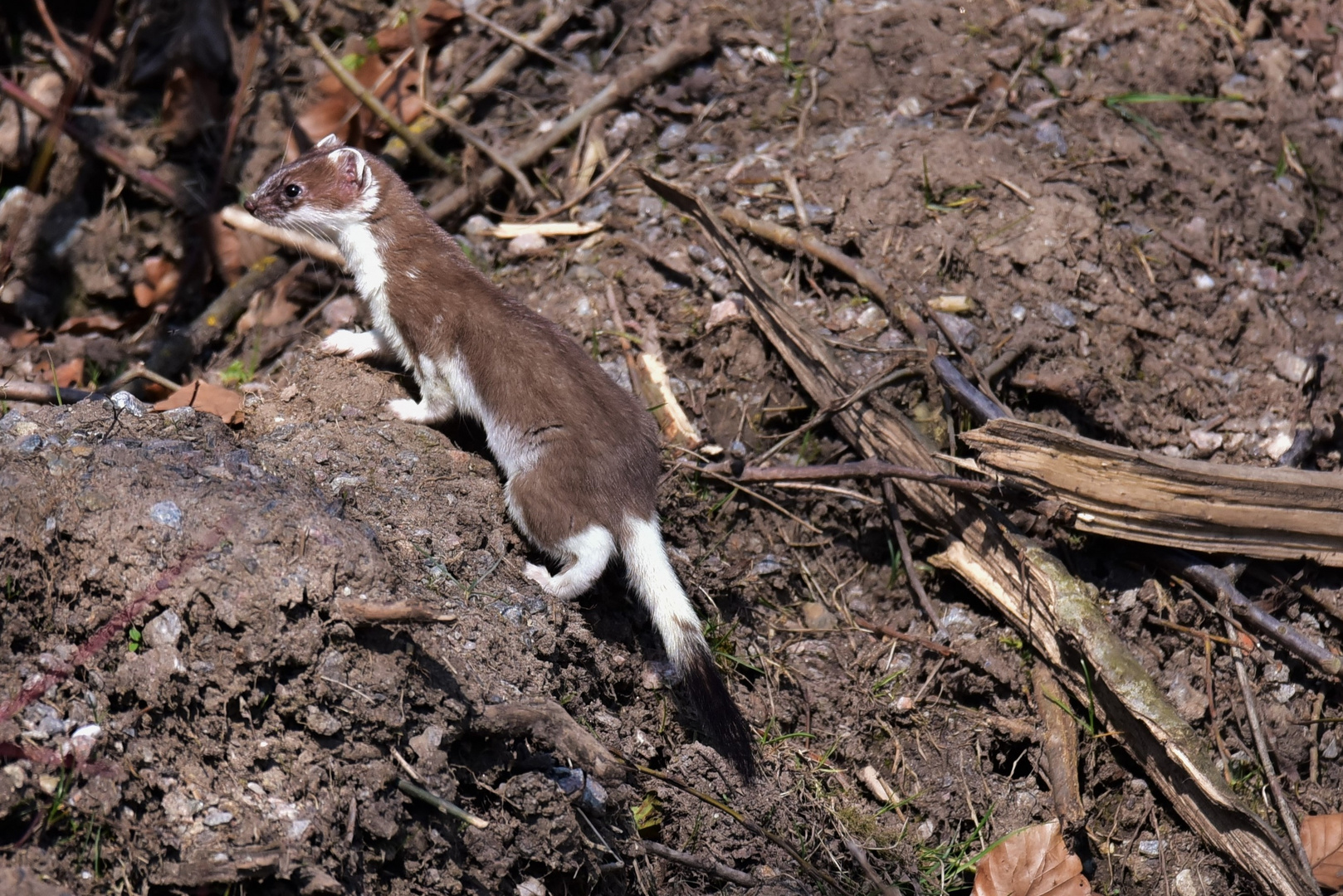 Wiesel Foto & Bild tiere, wildlife, säugetiere Bilder auf