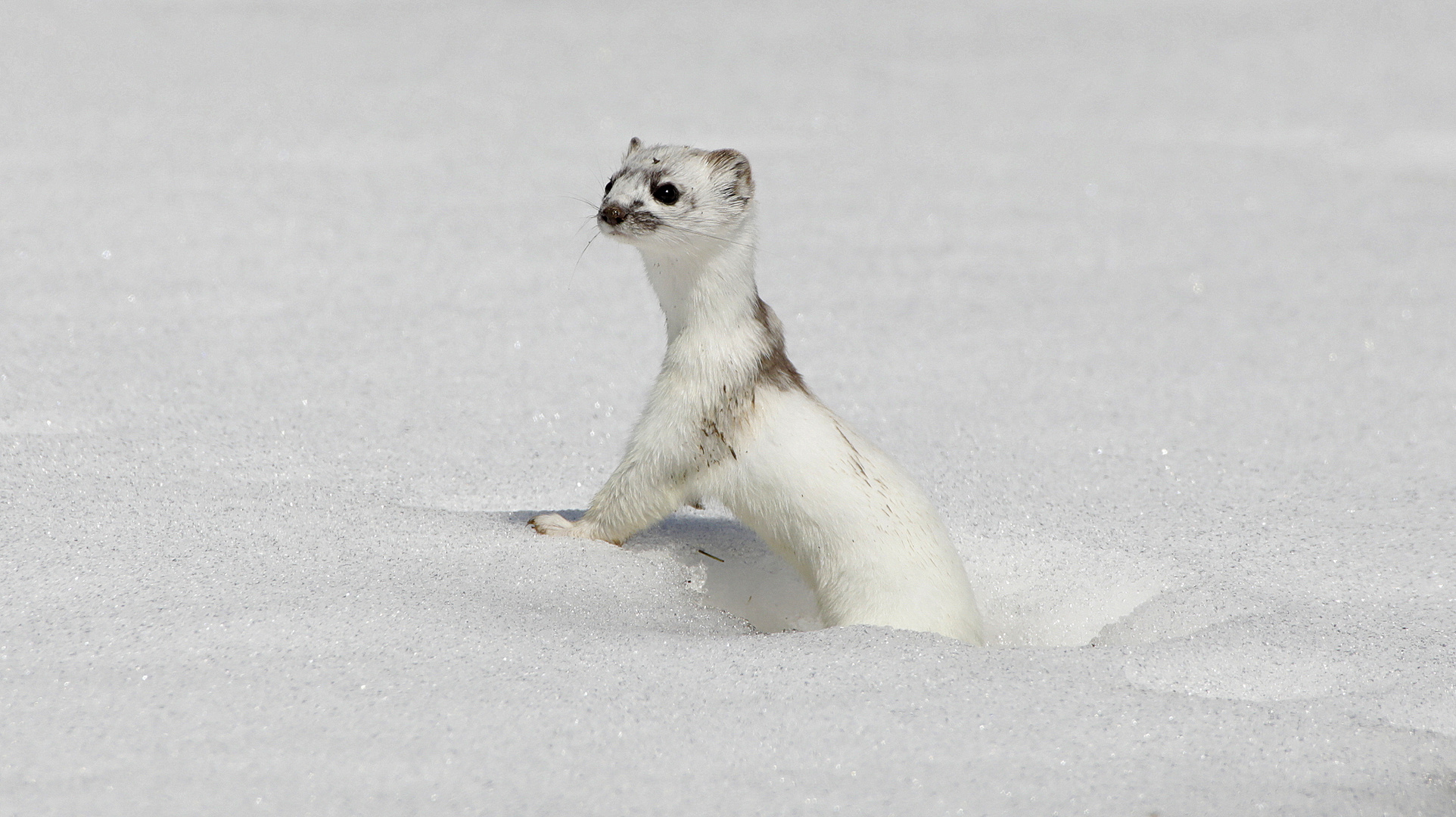 Wiesel Foto & Bild | tiere, wildlife, 04.03.2022 Bilder auf fotocommunity
