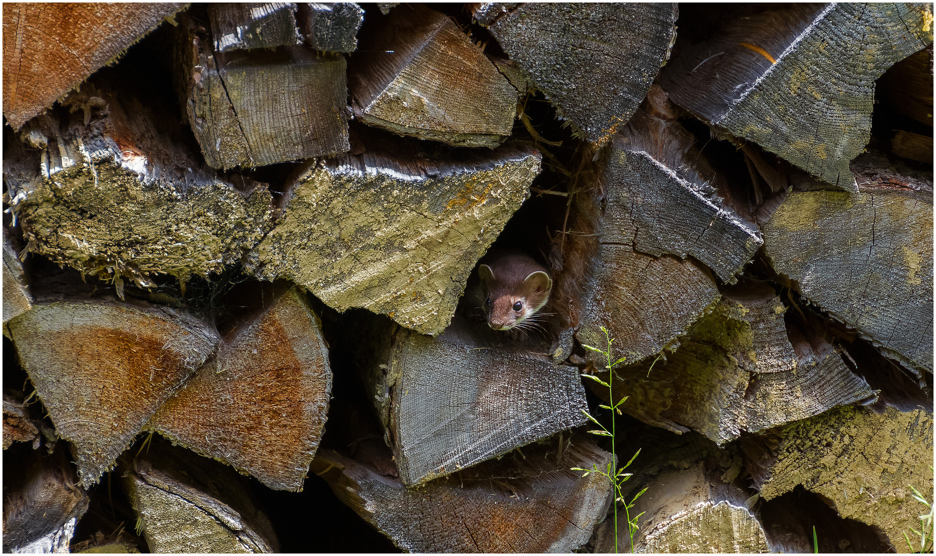 Wiesel im Holzstapel