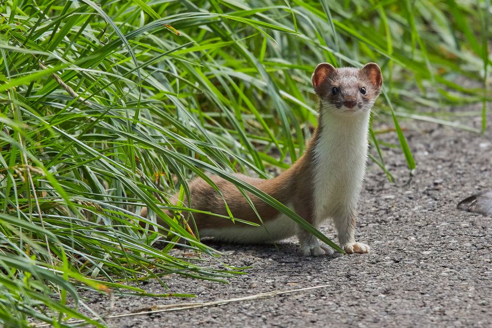 Wiesel in den Wiesen bei Riedheim/ Ulm Foto & Bild | wiese, natur ...