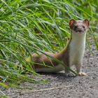 Wiesel in den Wiesen bei Riedheim/ Ulm