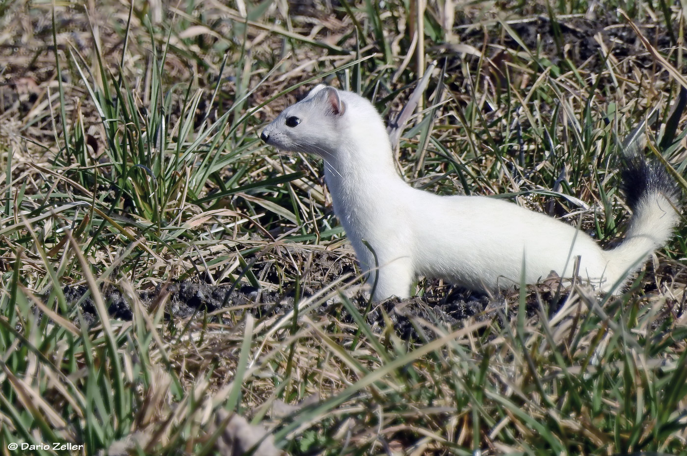 Wieselflink