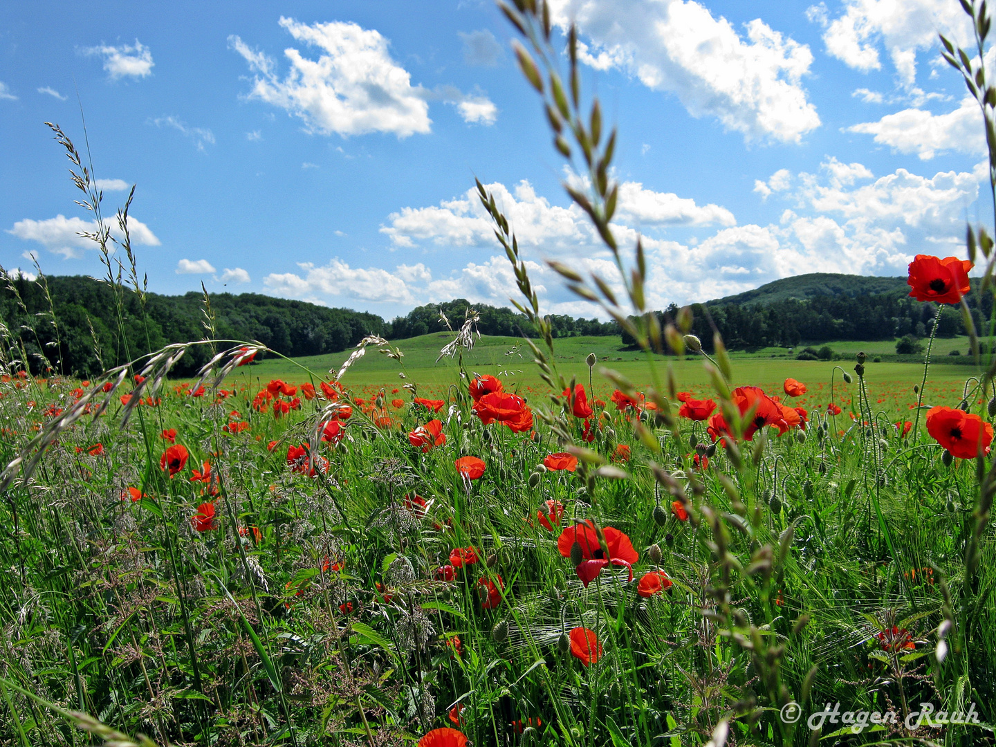 Wiesen am Laacher See, Sommer 2010