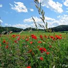 Wiesen am Laacher See, Sommer 2010