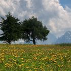 Wiesen auf der Seiser Alm