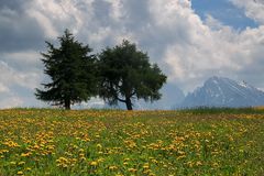 Wiesen auf der Seiser Alm