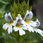 Wiesen-Augentrost 'Euphrasia rostkoviana'