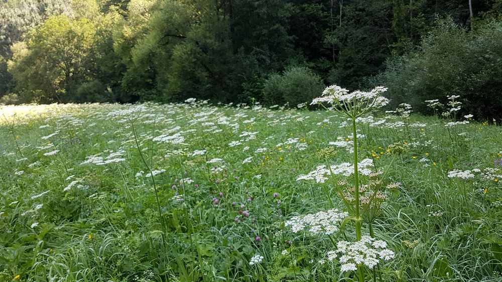 Wiesen-Bärenklau