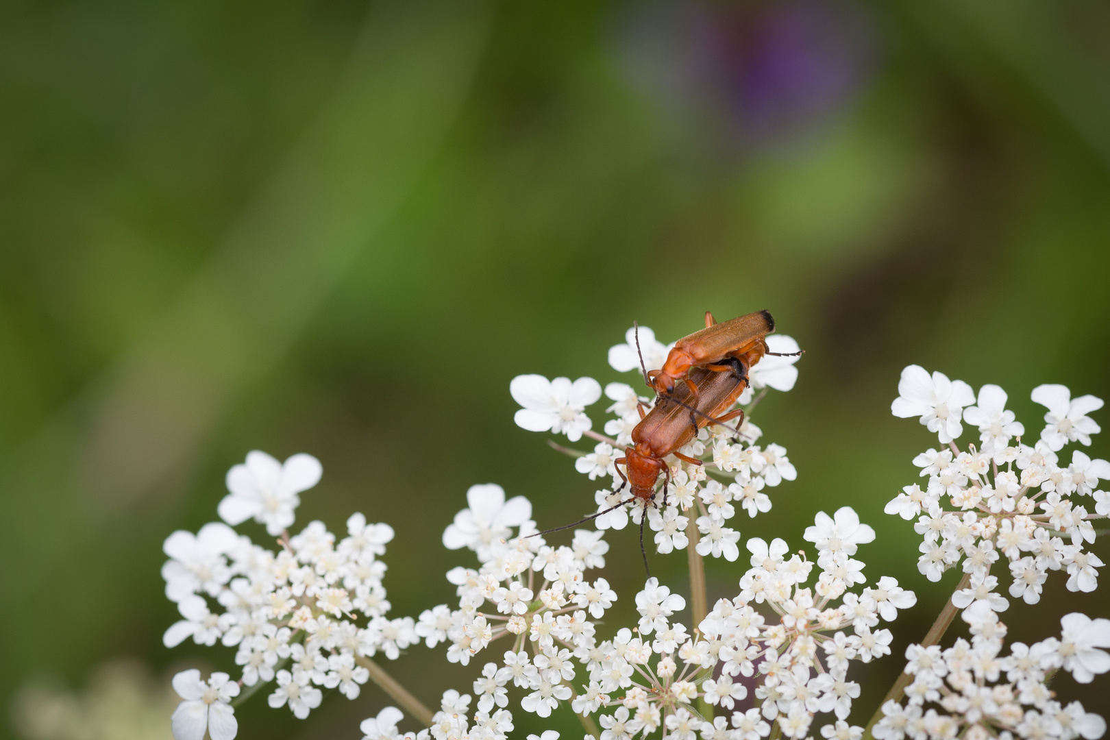 Wiesen-Bärenklau (Heracleum sphondylium)?