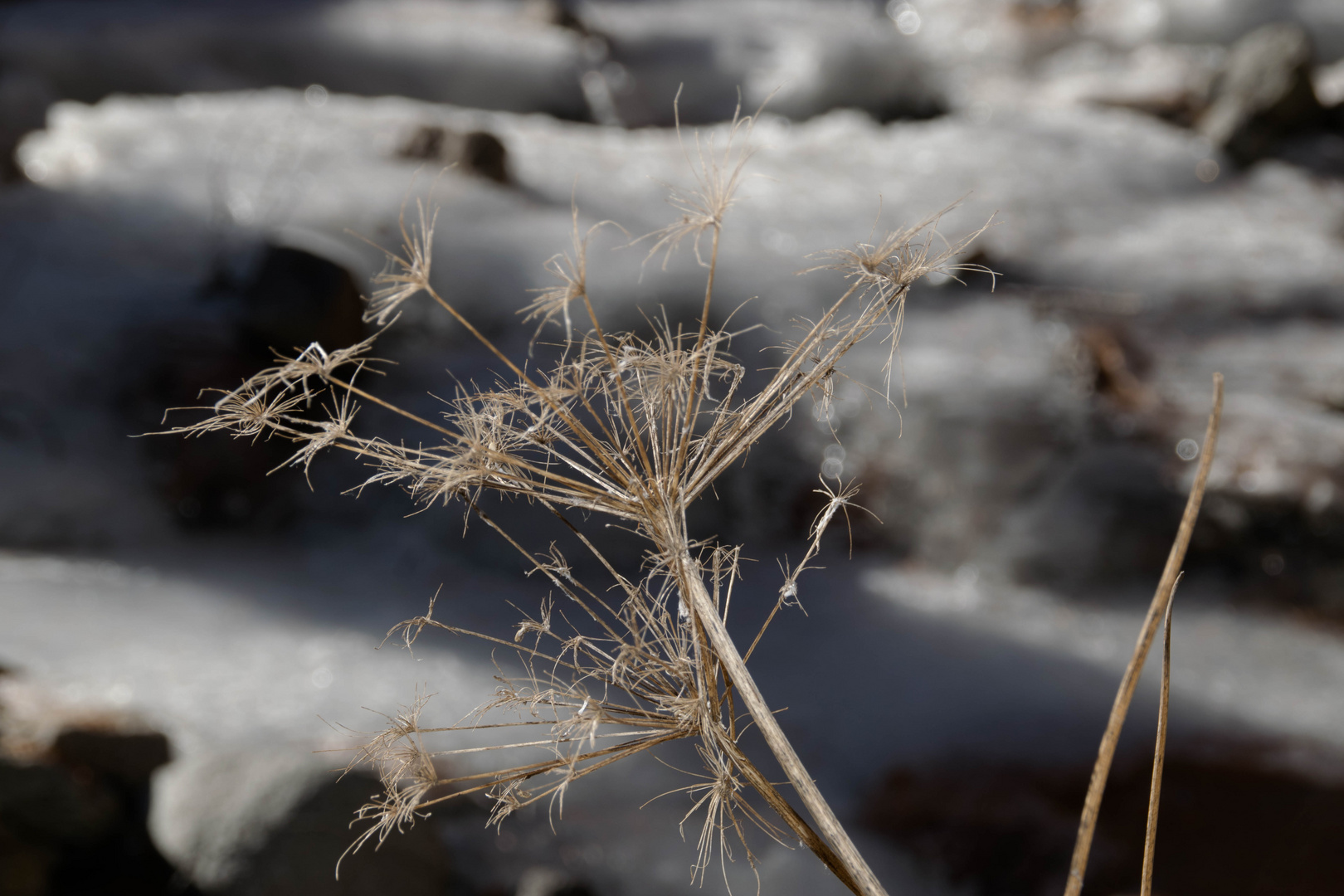 Wiesen Bärenklau im Winter