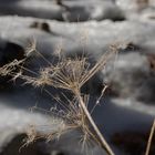 Wiesen Bärenklau im Winter