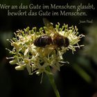 Wiesen-Bärenklau mit Sonne und Bienchen - Thementag