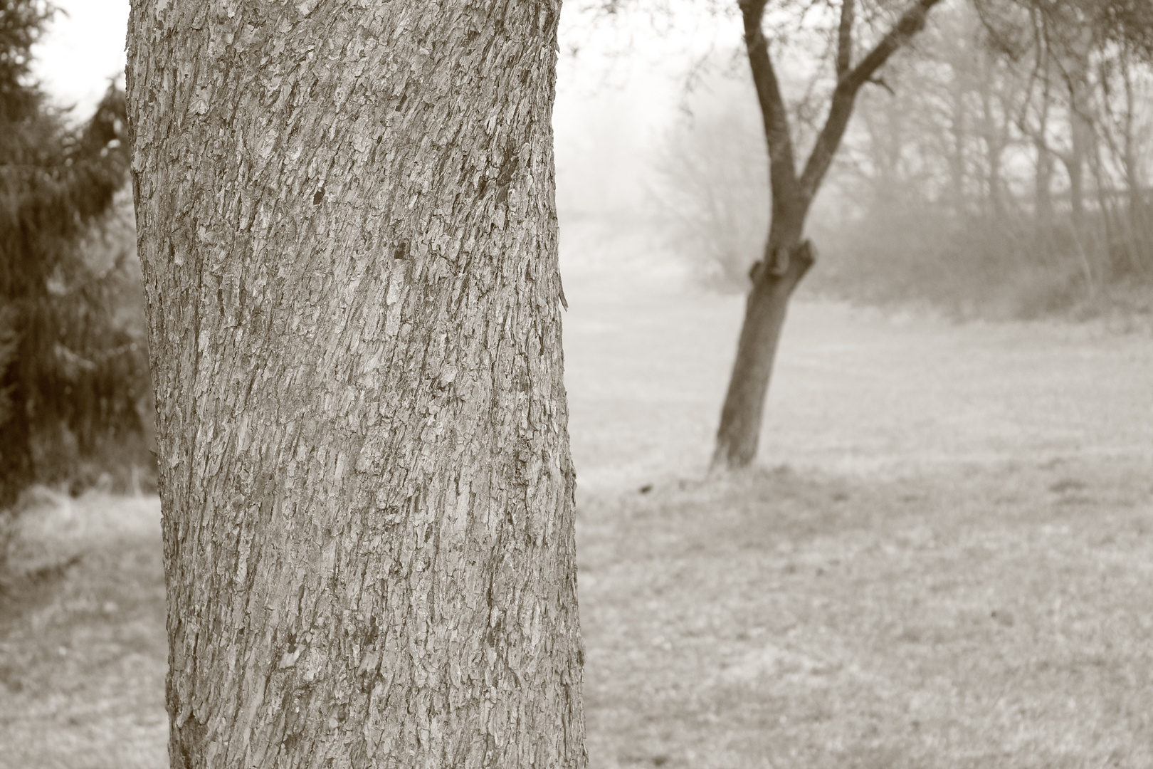 Wiesen-Baum