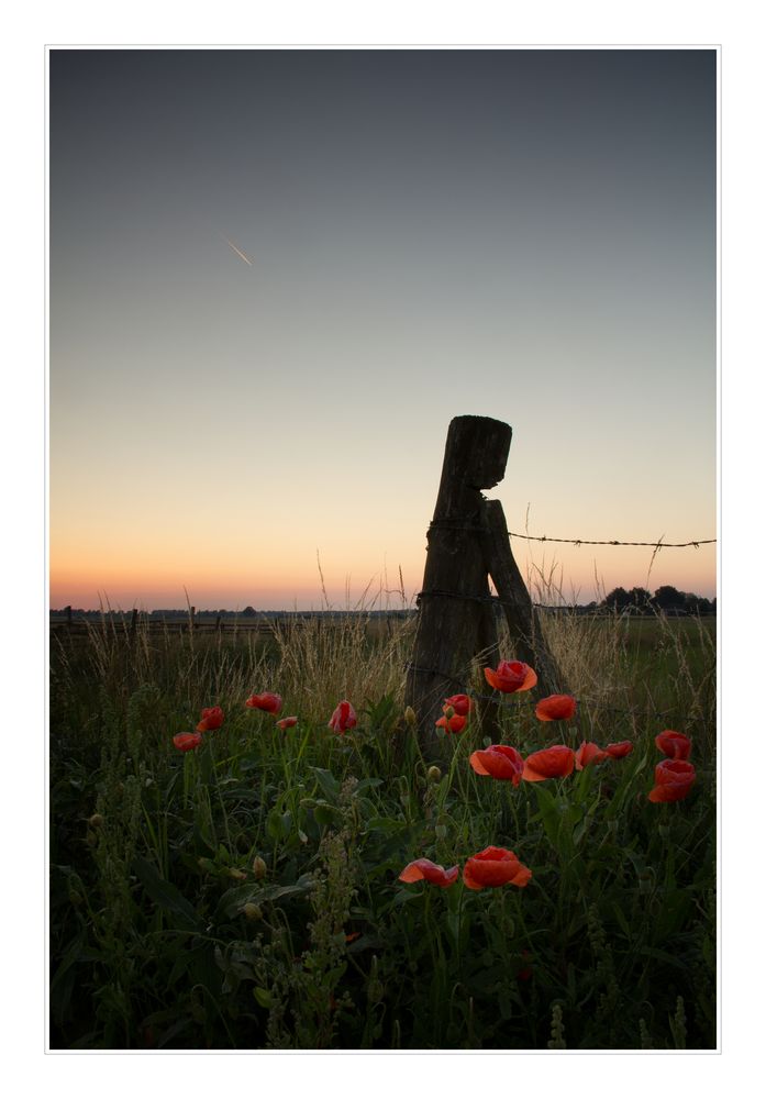 Wiesen bei Greifswald... (II)