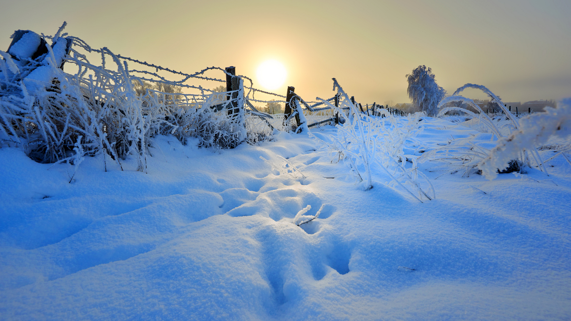 Wiesen bei Greifswald im Winter