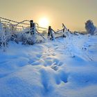 Wiesen bei Greifswald im Winter