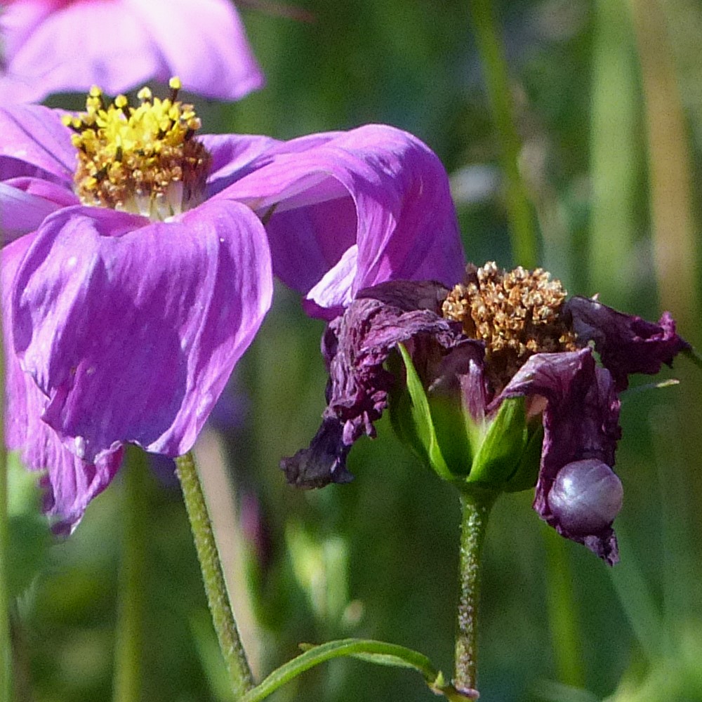 Wiesen-Blume mit Perle