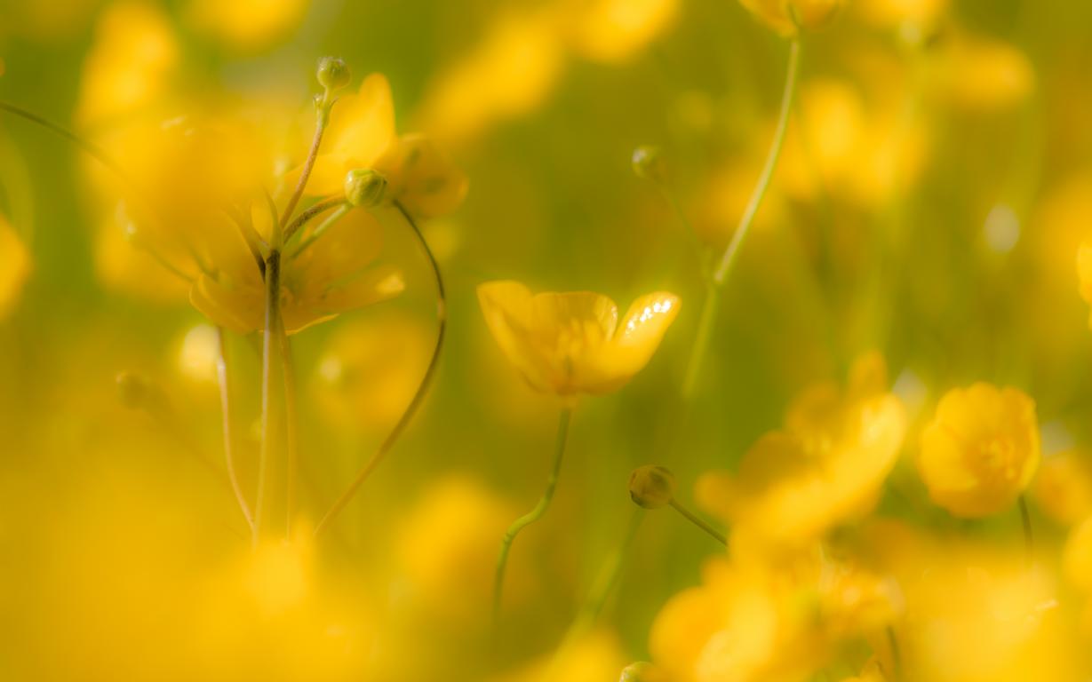 Wiesen Blumen