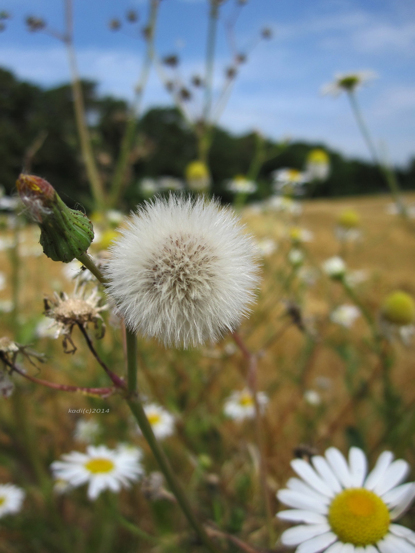 Wiesen-Blumen