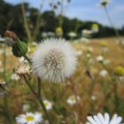 Wiesen-Blumen