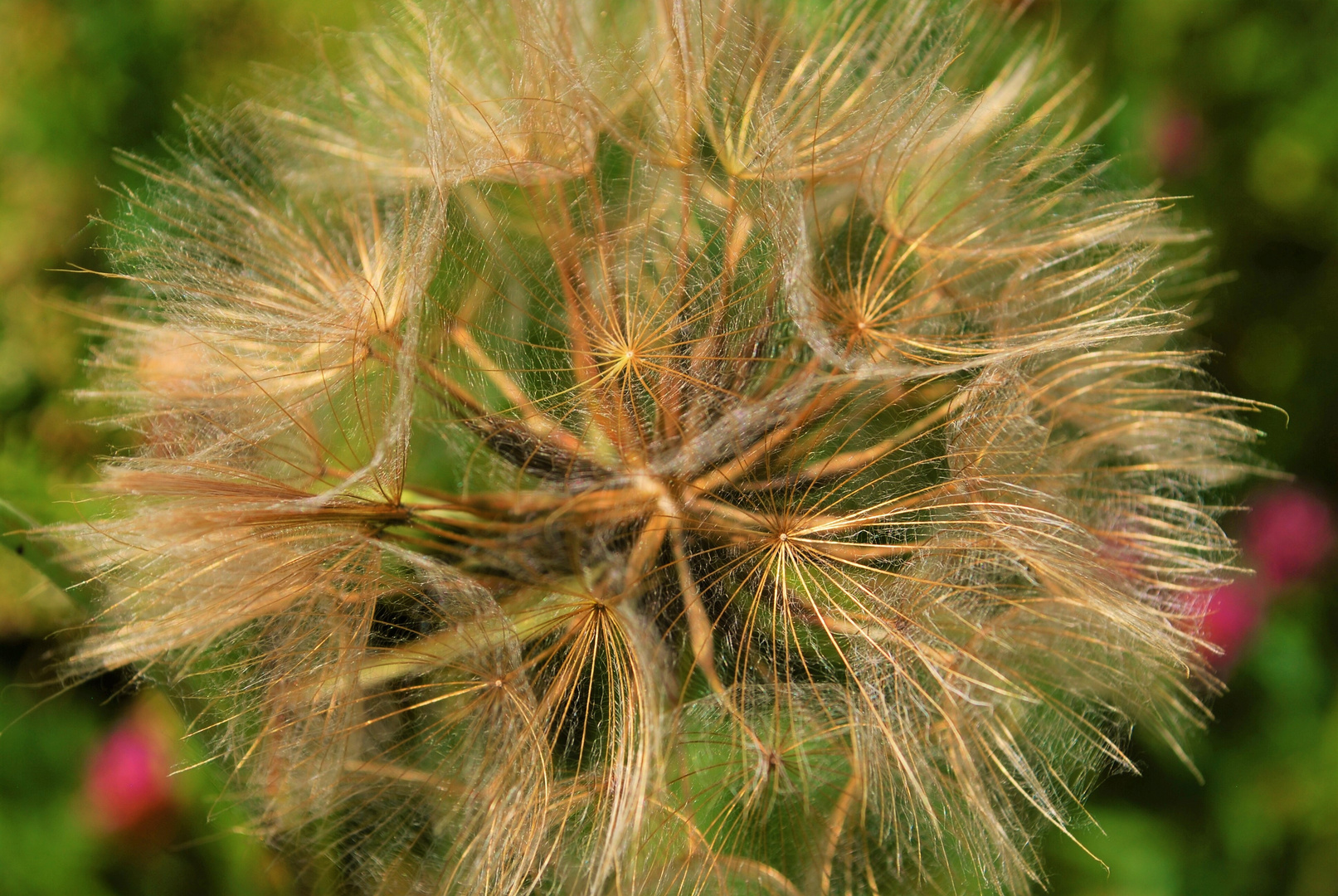 Wiesen-Bocksbart