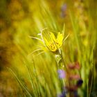 Wiesen-Bocksbart Blüte (2)