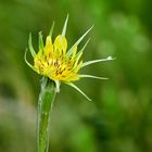 Wiesen-Bocksbart Blüte