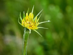 Wiesen-Bocksbart Blüte