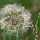 Wiesen Bocksbart oder Pusteblume-XXL