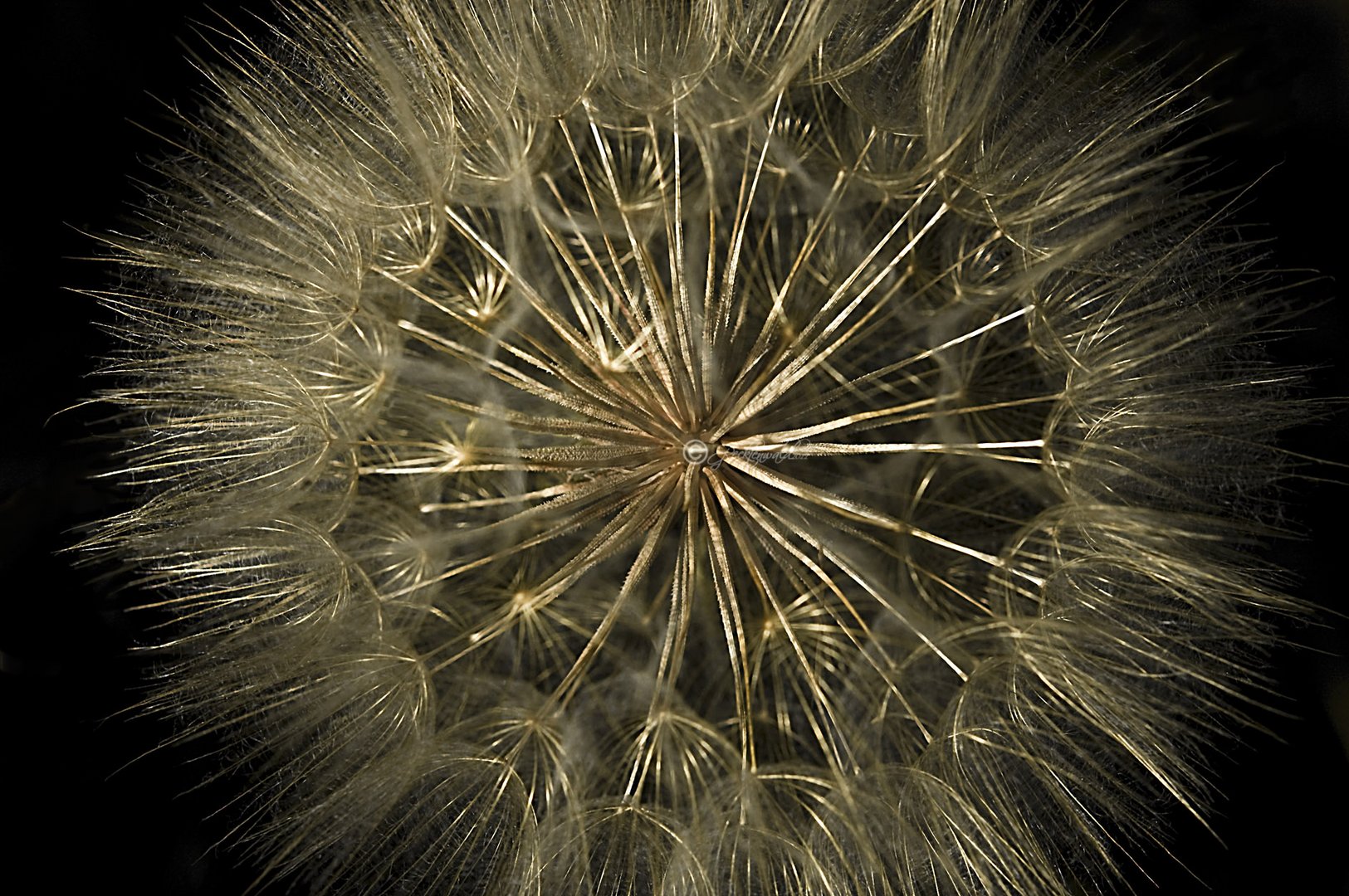 Wiesen-Bocksbart (Tragopogon partensis)