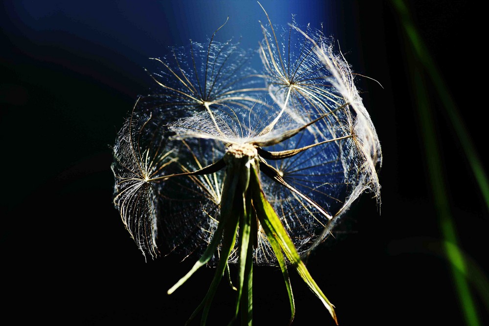 Wiesen-Bocksbart (Tragopogon pratensis)