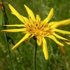 Wiesen-Bocksbart (Tragopogon pratensis)