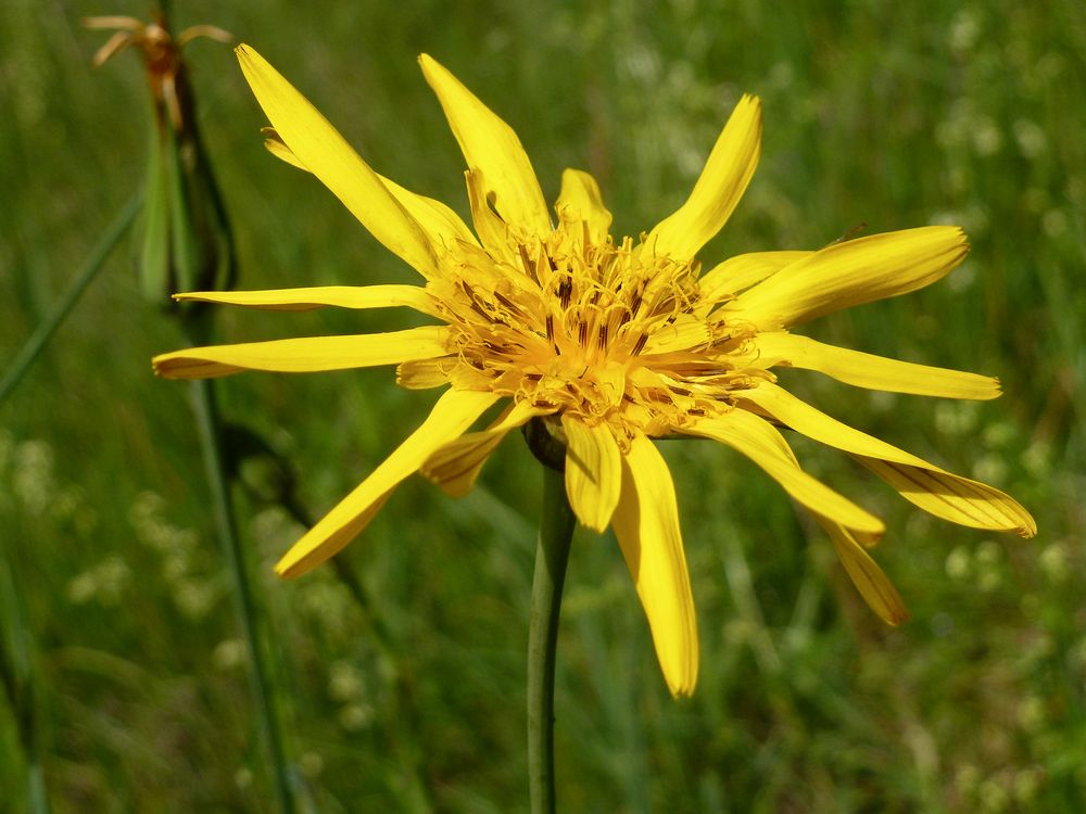 Wiesen-Bocksbart (Tragopogon pratensis)