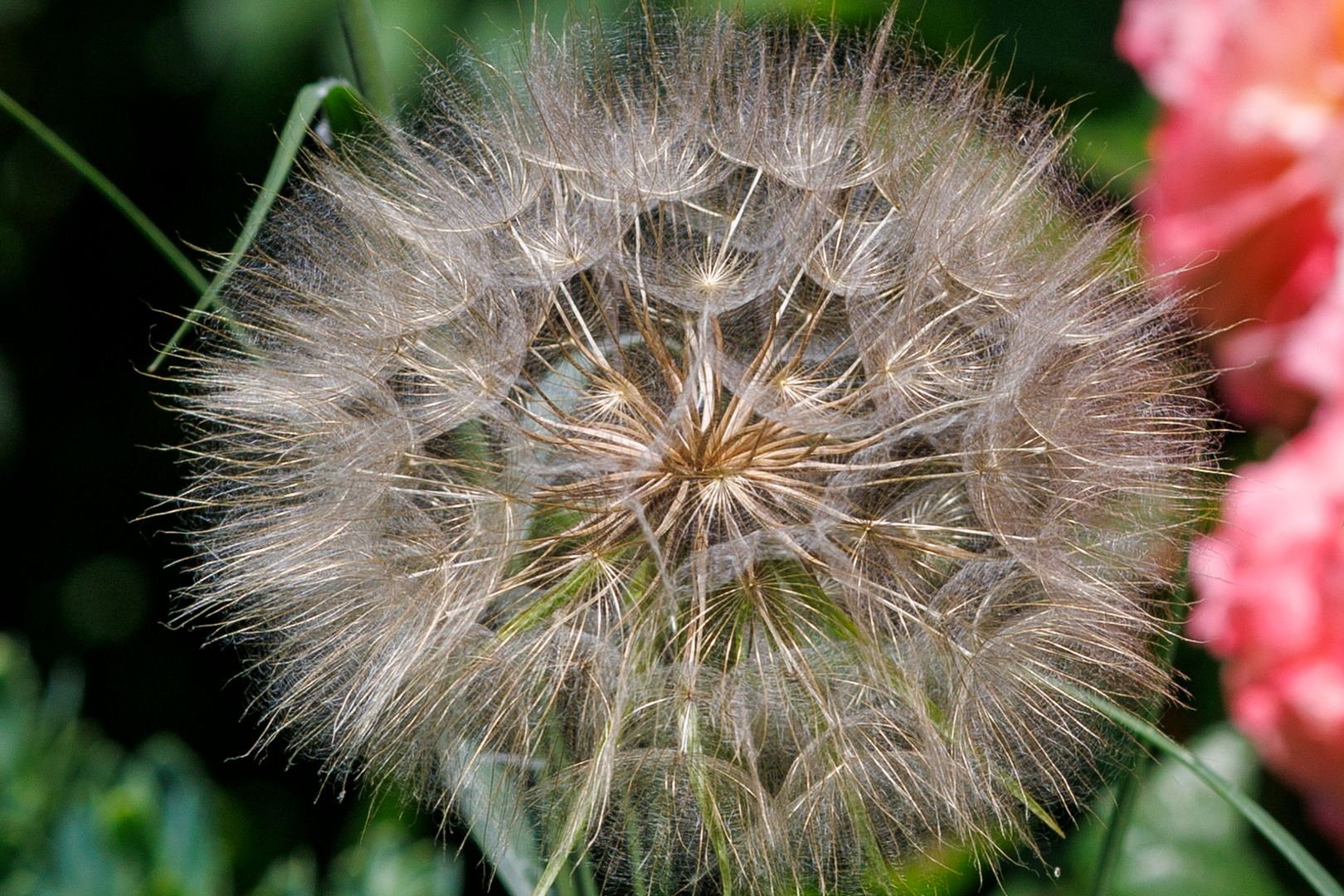 Wiesen-Bocksbart (Tragopogon pratensis)