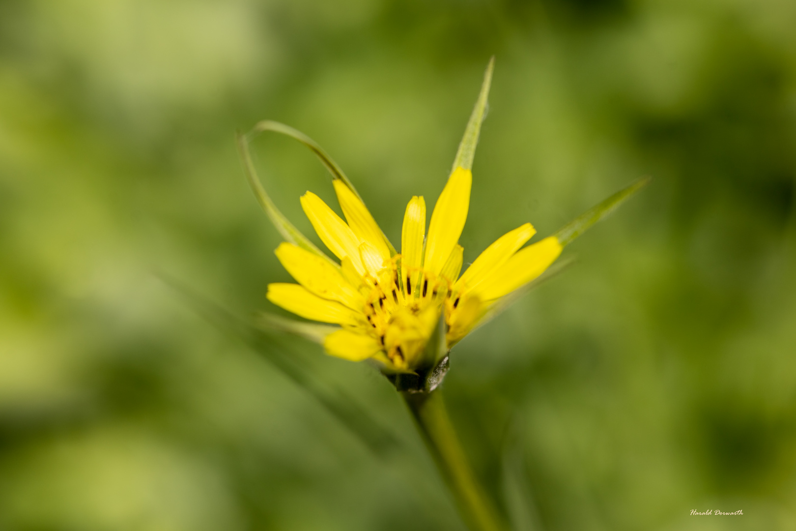 Wiesen-Bocksbart (Tragopogon pratensis)