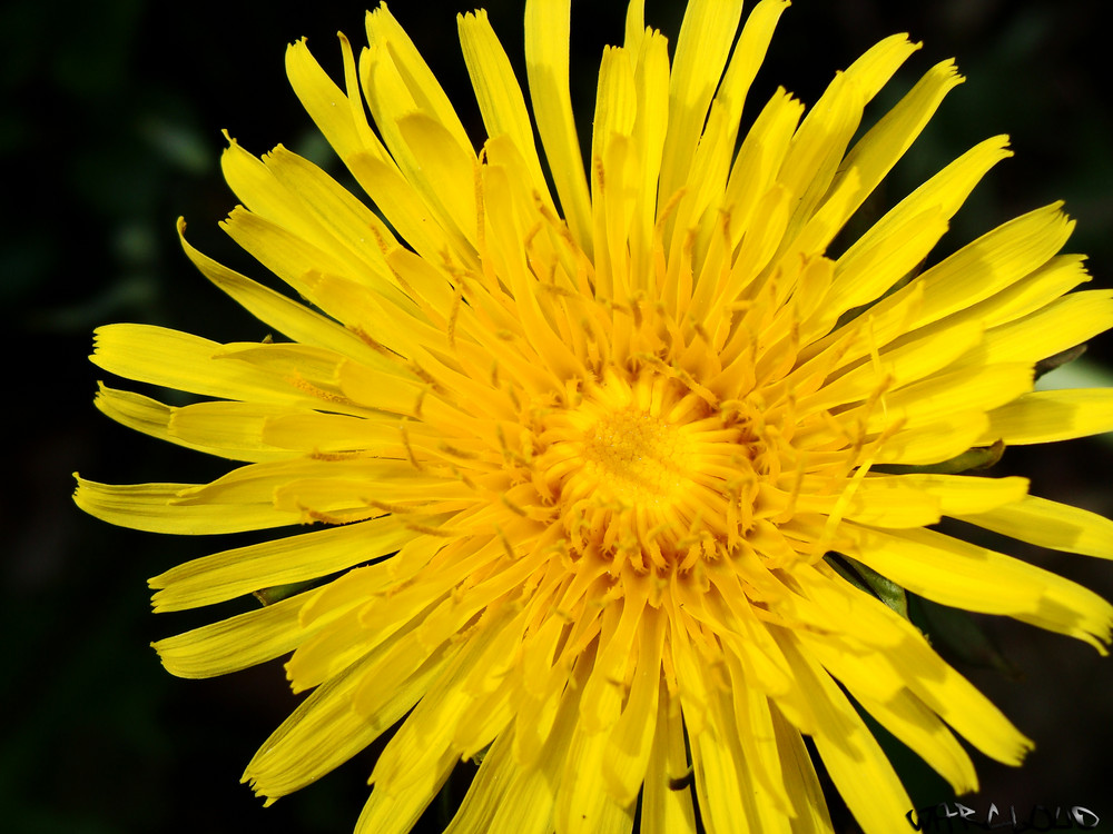 Wiesen-Bocksbart (Tragopogon pratensis)