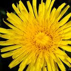 Wiesen-Bocksbart (Tragopogon pratensis)