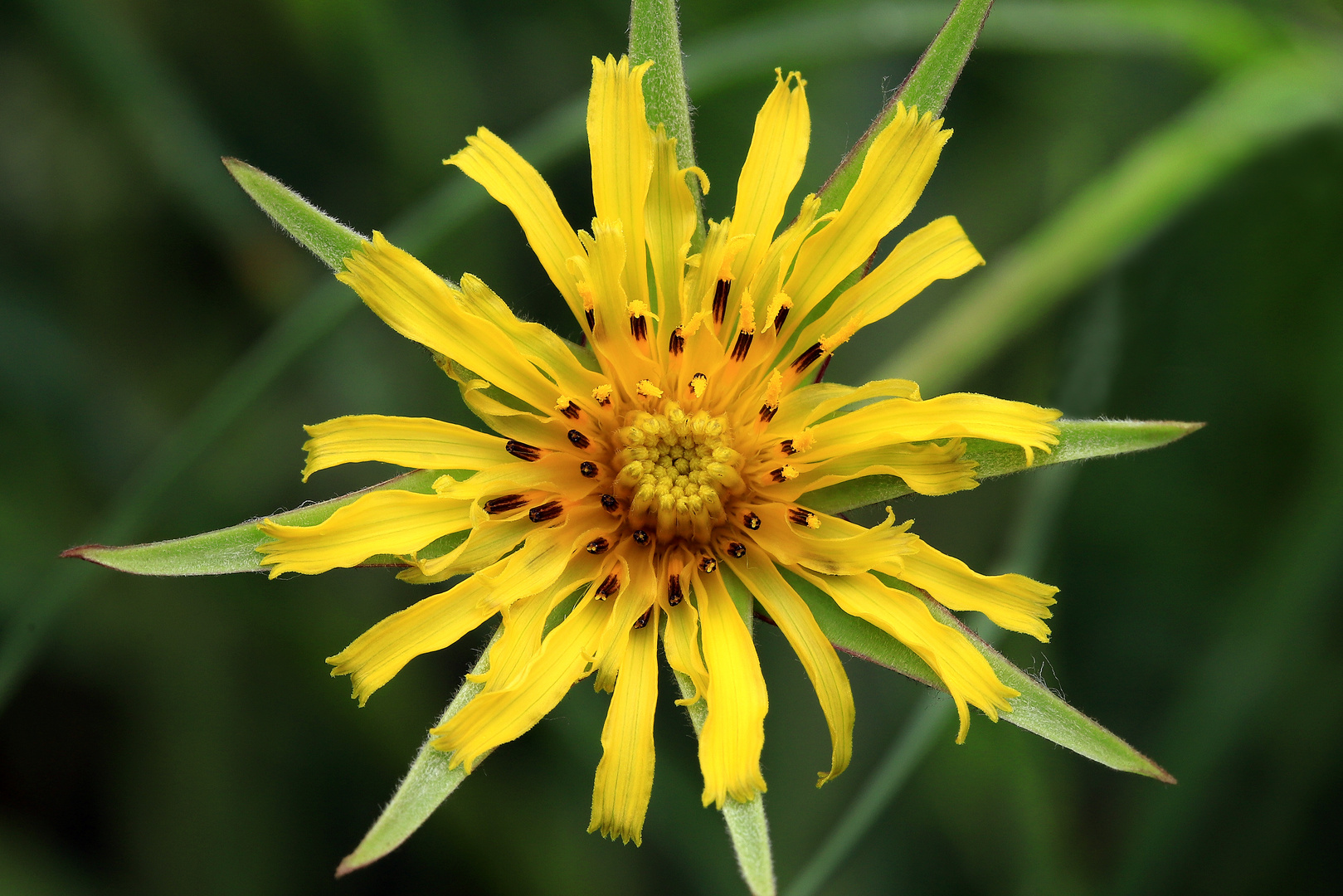 Wiesen-Bocksbart, Tragopogon pratensis, Blütenstand