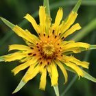 Wiesen-Bocksbart, Tragopogon pratensis, Blütenstand