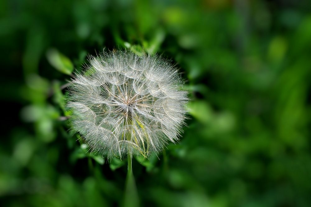 Wiesen - Bocksbart (Tragopogon pratensis)