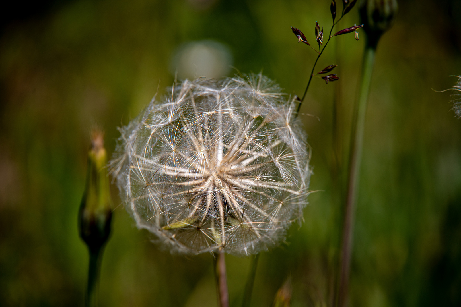 Wiesen-Bocksbart (Tragopogon pratensis)