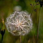 Wiesen-Bocksbart (Tragopogon pratensis)