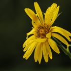 Wiesen-Bocksbart (Tragopogon pratensis)