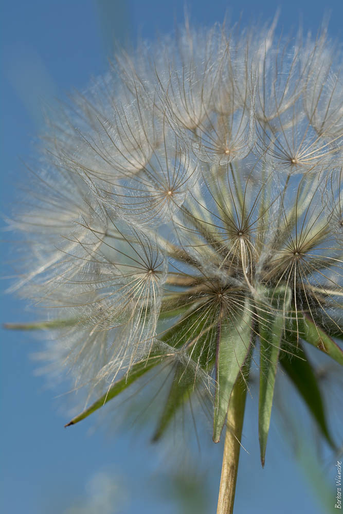 Wiesen-Bocksbart (Tragopogon pratensis)