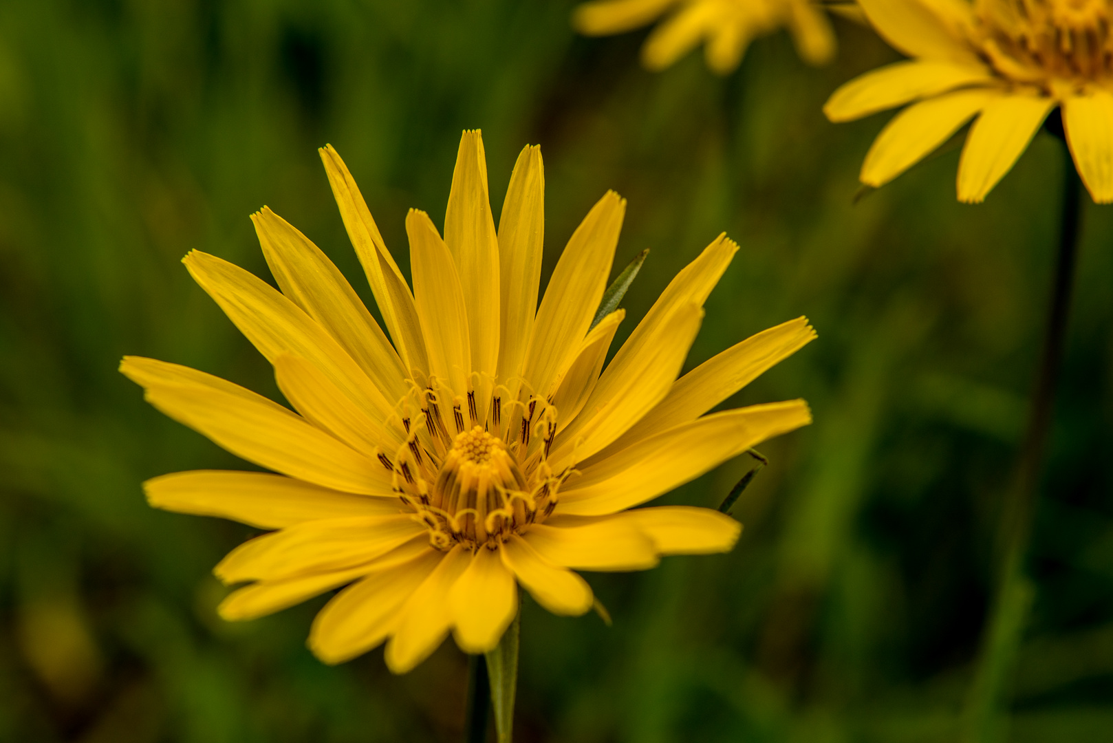 Wiesen-Bocksbart (Tragopogon pratensis)