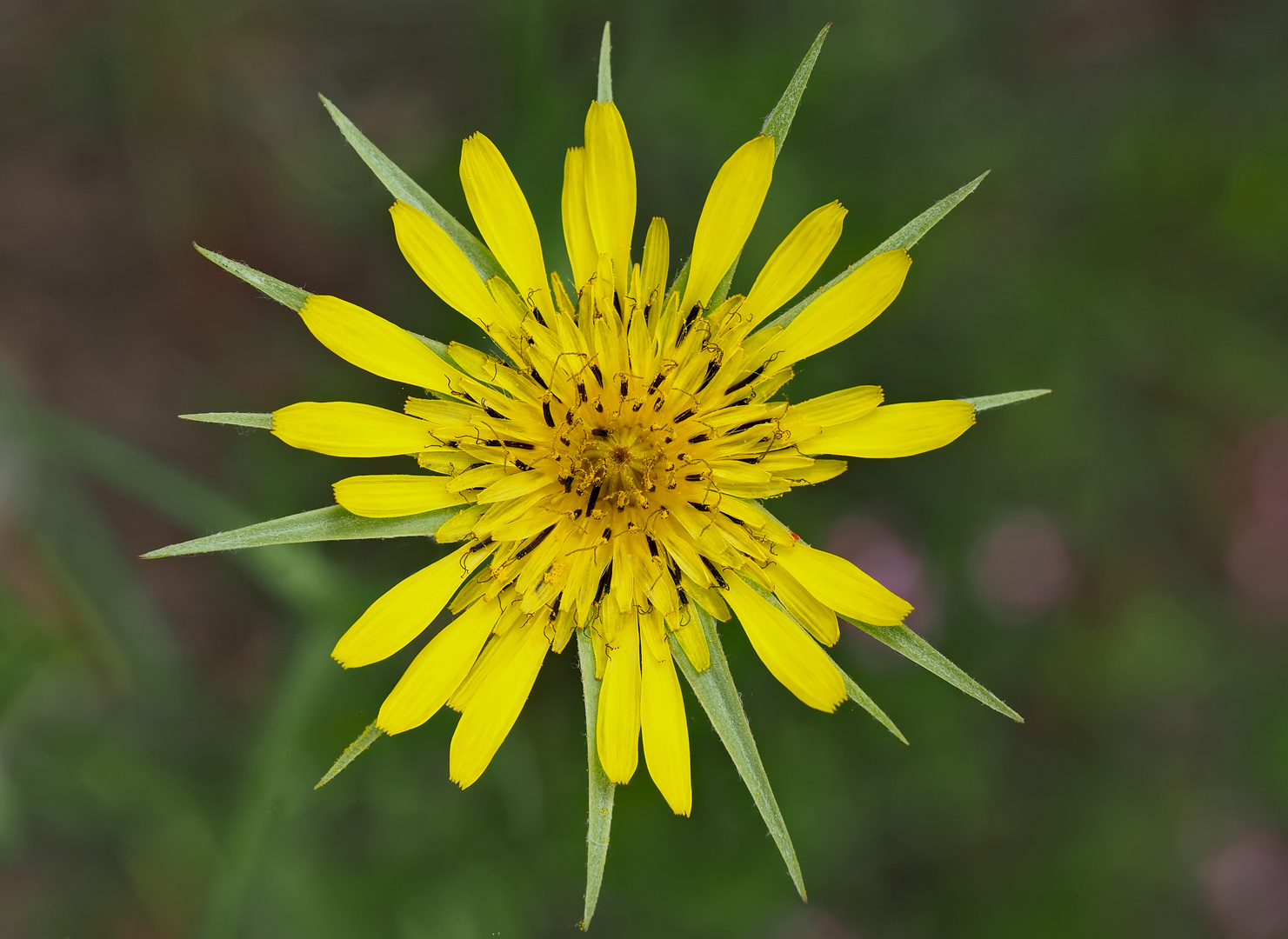 Wiesen-Bocksbart (Tragopogon pratensis) - Salsifis des prés.