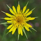 Wiesen-Bocksbart (Tragopogon pratensis) - Salsifis des prés.