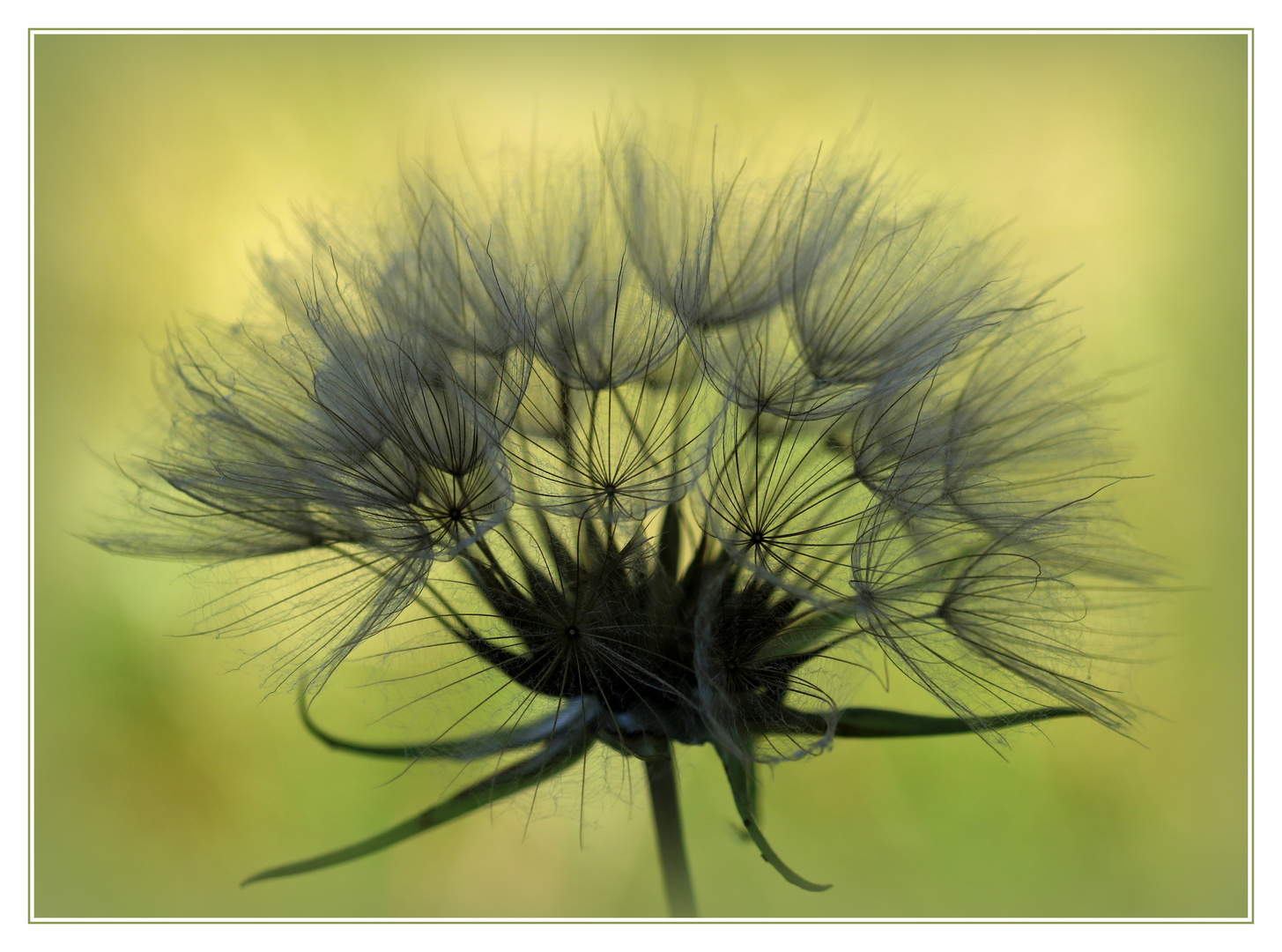 Wiesen-Bocksbart (Tragopogon pratensis) verblüht.