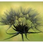 Wiesen-Bocksbart (Tragopogon pratensis) verblüht.